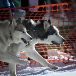 Alex Clarke – Sled Dog Race