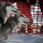 Alex Clarke – Sled Dog Race Start