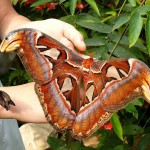 To test, here’s an Atlas Moth